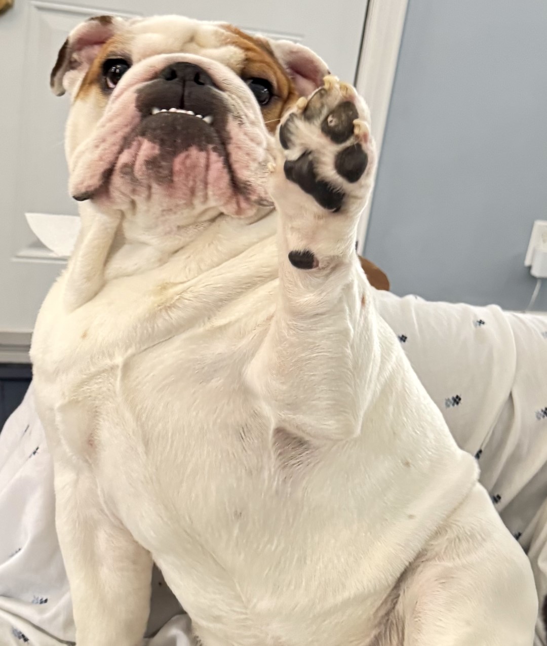 K9 SHRINK Services